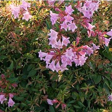 Abelia 'Edward Goucher'