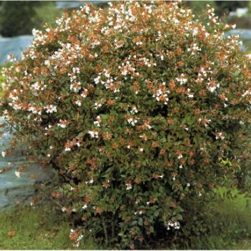 Abelia grandiflora
