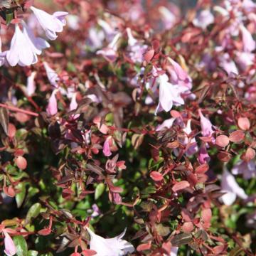 Abelia grandiflora (x) 'Pinky Bells'
