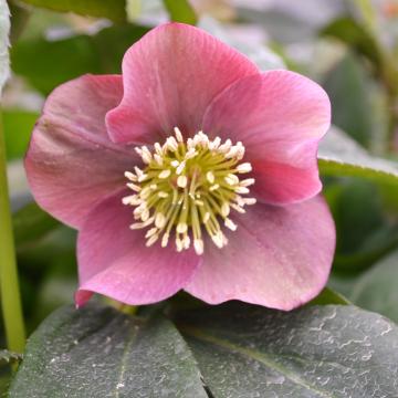 Helleborus abschasicus