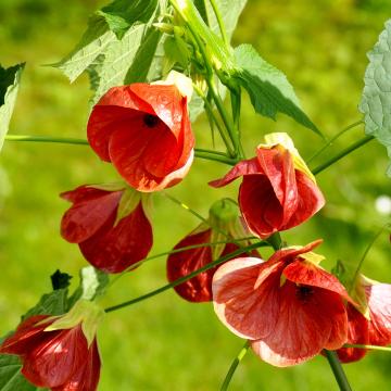 Abutilon