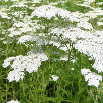 Achillea 'Alabaster'