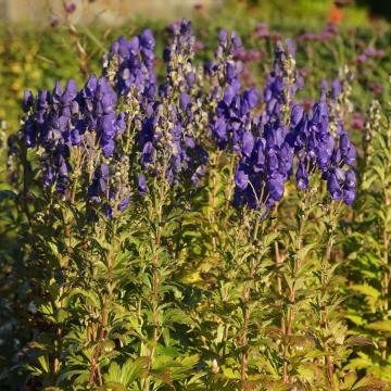 Aconitum carmichaelii 'Arendsii'