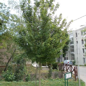 Acer campestre 'Elsrijk'