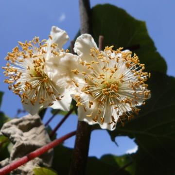 Actinidia deliciosa 'Jenny' (m+v)