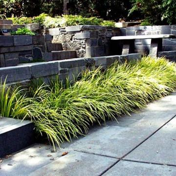 Acorus gramineus 'Ogon'