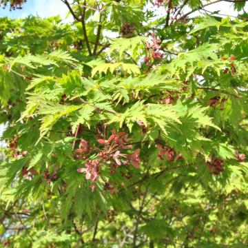 Acer japonicum 'Aconitifolium'