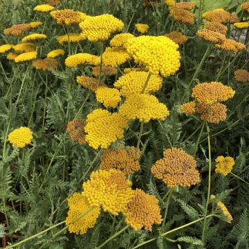 Achillea millefolium 'Coronation Gold'