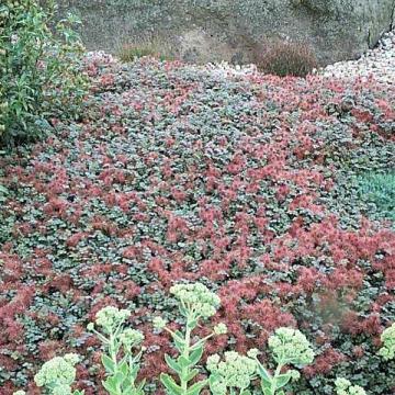 Acaena microphylla 'Kupferteppich'