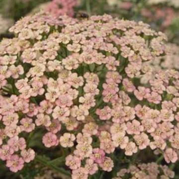 Achillea millefolium 'Lachschonheit'