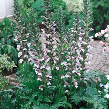 Acanthus mollis