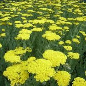 Achillea 'Moonshine'
