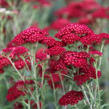 Achillea millefolium 'Red Velvet'