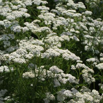 Achillea millefolium 'Schneetaler'