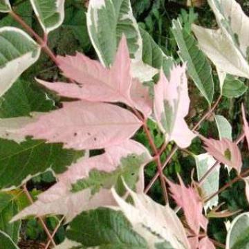 Acer negundo 'Flamingo'