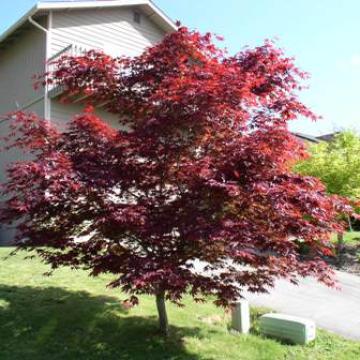 Acer palmatum