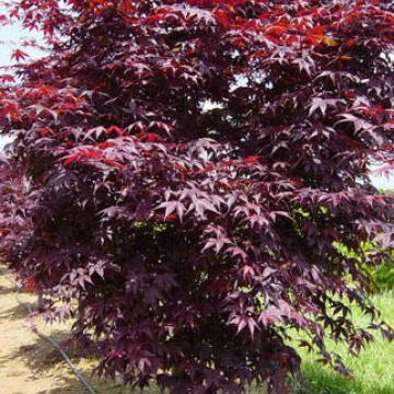 Acer palmatum bloodgood