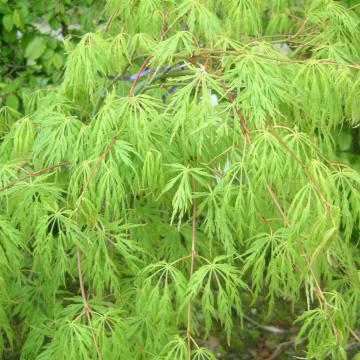 Acer palmatum 'Dissectum'
