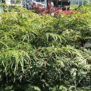 Acer palmatum 'Dissectum Viridis'