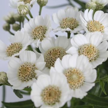 Achillea ptarmica 'Nana Compacta'