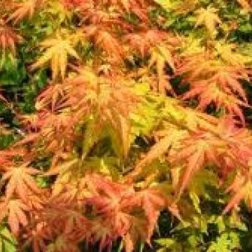 Acer palmatum 'Orange Dream'