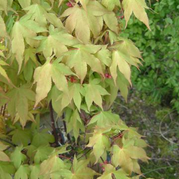 Acer palmatum 'Osakazuki'