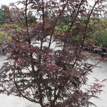 Acer palmatum 'Skeeters Broom'