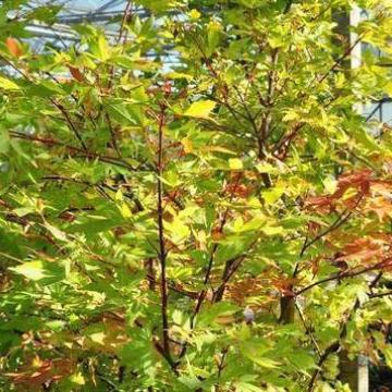 Acer palmatum 'Summergold'