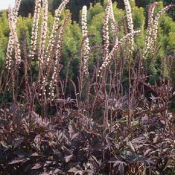 Actaea simplex 'James Compton'
