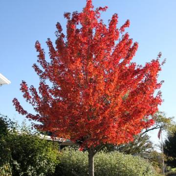 Acer rubrum 'October Glory'
