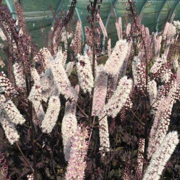 Actaea simplex 'Chocoholic'