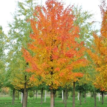 Acer saccharinum