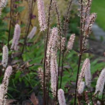 Actaea simplex 'Pink Spike'
