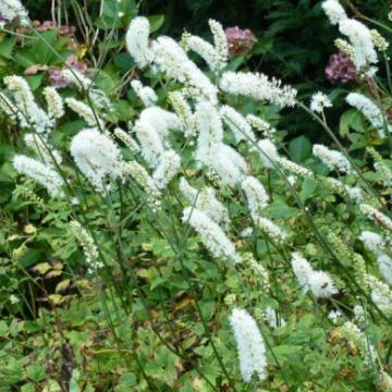 Actaea simplex 'White Pearl'