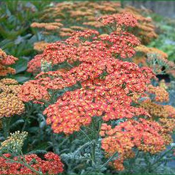 Achillea 'Walther Funcke'