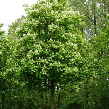 Aesculus hippocastanum