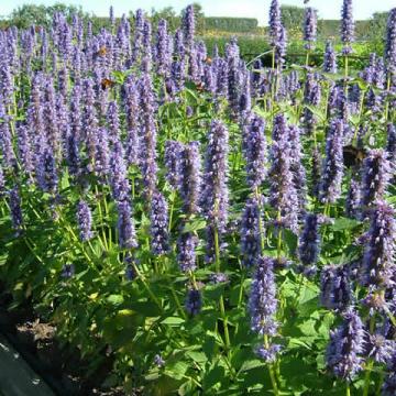 Agastache 'Black Adder'