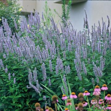 Agastache 'Blue Fortune'