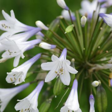Agapanthus 'Enigma'