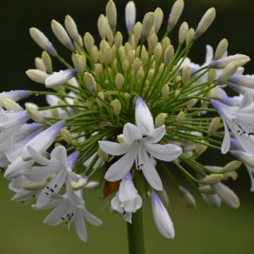 Agapanthus 'Julien'