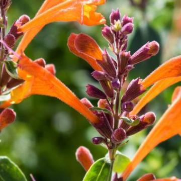 Agastache 'Mango Tango'