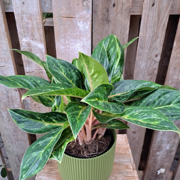 Aglaonema 'Peach Pearl'