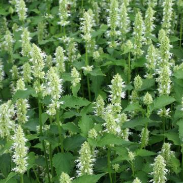 Agastache rugosa 'Alabaster'