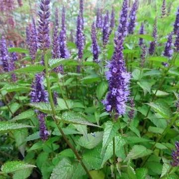 Agastache 'Little Adder'
