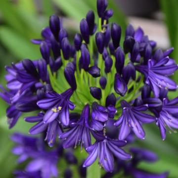 Agapanthus 'Royal Velvet'