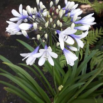 Agapanthus 'Twister'