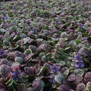 Ajuga reptans 'Burgundy glow'