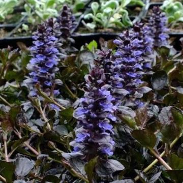 Ajuga reptans 'Black Scallop'