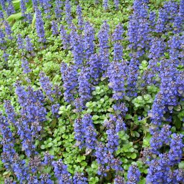 Ajuga reptans
