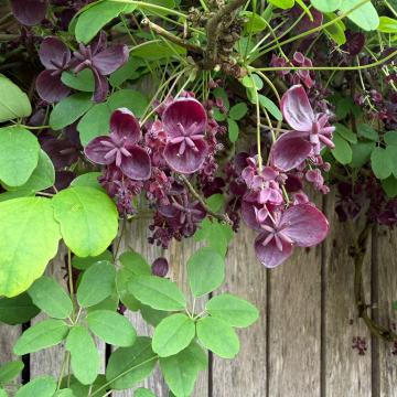 Akebia quinata